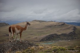 Wild Patagonia