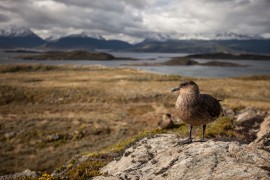 Wild Patagonia