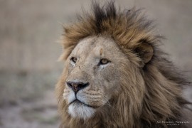 Male Lion