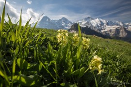 Männlichen Grindelwald