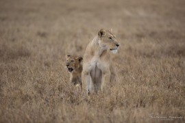 Lion mum and kid