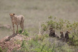 Cheetah with 4 kids