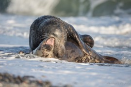 Kegelrobben Helgoland