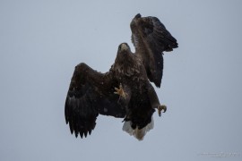 Sea eagle attacking