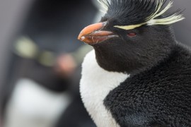 Rockhopper Penguin