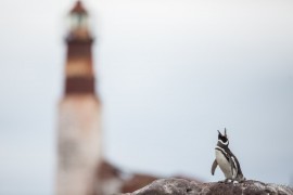 Lighthouse Penguin Island