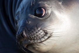 Baby Elephant seal