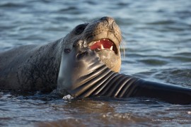 Teenager playing with baby - elephant seals