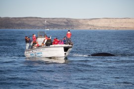 Whale watching...