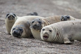 Elephant seals on Punta Delgada beach