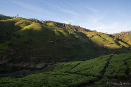 Tea fields in the Highlands