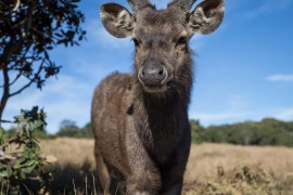 Sambur Deer at Hortion Plains