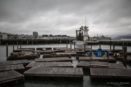 Pier39 - where are the seals