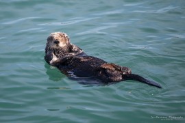 Sea Otter