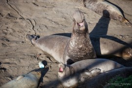 Piedras Blancas Elephant Seal Rookery