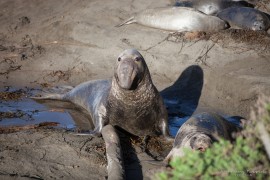 Piedras Blancas Elephant Seal Rookery