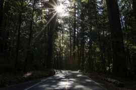 Big Basin Redwoods State Park