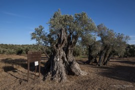 Olive Tree older than 800 years