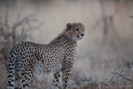 Cheetah