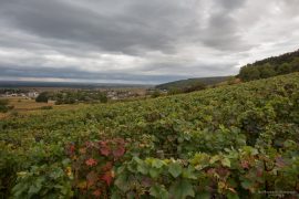 Burgundy - Gevrey Chambertin