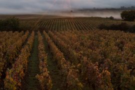 Gevrey Chambertin - early morning