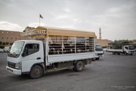 Nizwa - cattle for sale