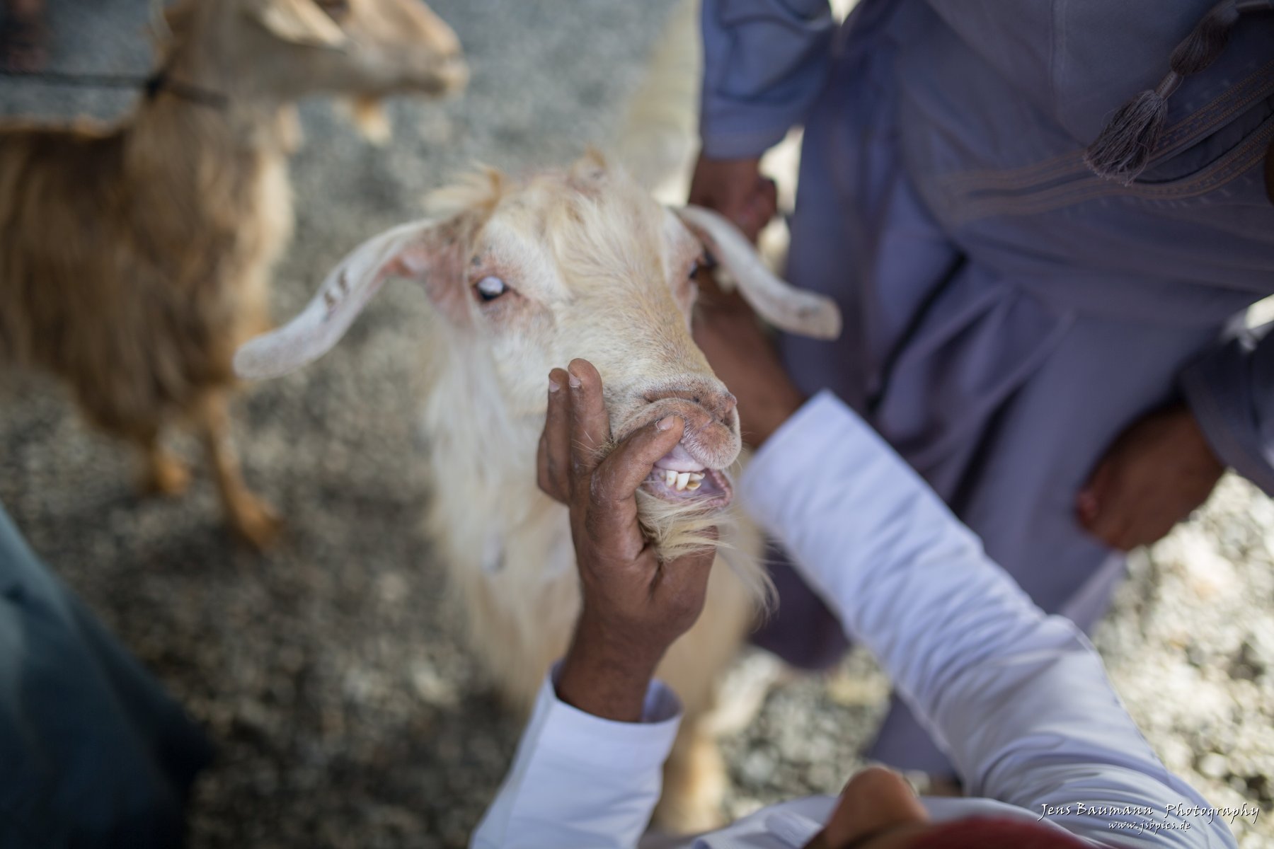 Friday market Nizwa