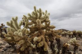 Cholla Cactus Garden - Joshua Tree