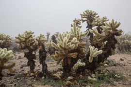Cholla Cactus Garden in fog - Joshua Tree