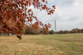 Fall at Washington DC
