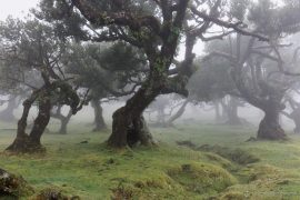 Fanal - Fairy Forrest