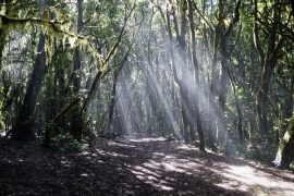 Garajonay National Park