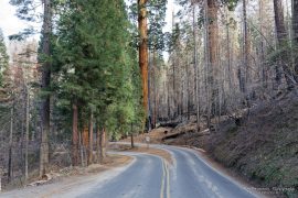 Sequoia National Park