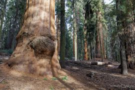 Sequoia National Park