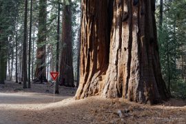 Sequoia National Park