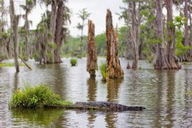 Lousianna Swamp Tour