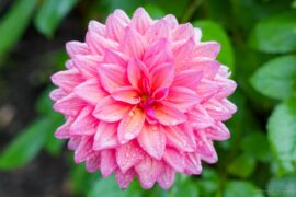 Botanischer Garten - Villa Taranto