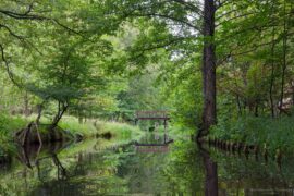 Paddeln im Spreewald
