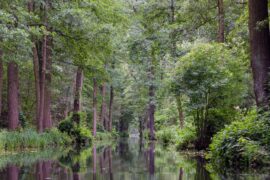 Paddeln im Spreewald