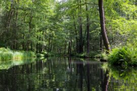 Paddeln im Spreewald