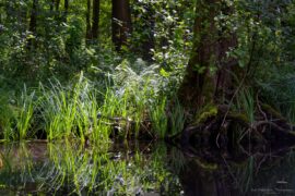 Paddeln im Spreewald
