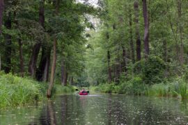 Paddeln im Spreewald